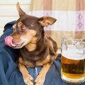 犬にアルコールは危…