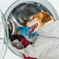 犬柄のTシャツ６選！…