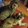 上手に先住犬と後住…