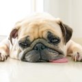 犬が『タバコ』を食…