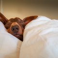 『愛犬が死ぬ夢』の…