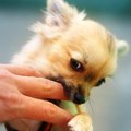 犬に『噛まれやすい…