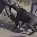 驚きの変化！襲いかかる大型犬カネ・コルソのトレーニング経過