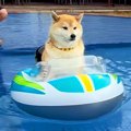 プールで浮き輪に乗…