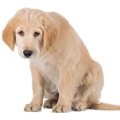 犬の『プライド』を…