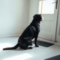 なぜ犬は『飼い主の…