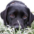 犬が叱られてる最中…