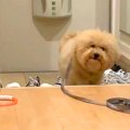 犬がお散歩後に部屋…