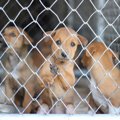 『捨てられた犬』は…