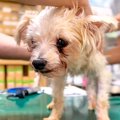 『70匹の多頭飼育崩…