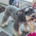 老犬のトリミングは…