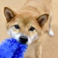 犬の運動になる『室…