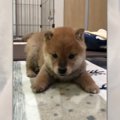 可愛すぎる♡よちよち…