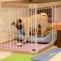 犬の留守番を『盗撮…