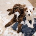 犬がよく破壊する6つ…