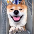 犬を『車の後部座席…