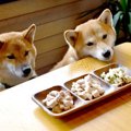 犬に絶対与えてはい…