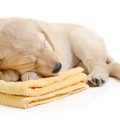 犬が『洗濯物の上で…