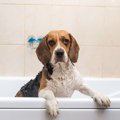 あるある？犬による…