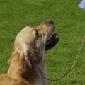 賢い犬ランキング！ …