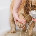 犬の散歩後に足をキ…