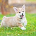 子犬がハイテンショ…