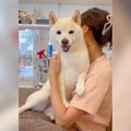 犬が診察台で見せた…