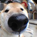 鼻デカ犬まとめ！か…