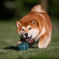 『ドジな犬』に共通…