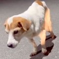 ガリガリにやせ細っ…