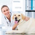 犬がお尻をフリフリ…