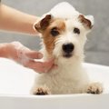 犬に『人間用のシャ…