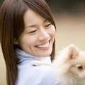 チワワの里親につい…