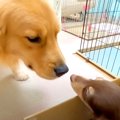 赤ちゃん犬を初めて…