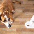 犬がよく反応する『…