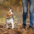散歩中に犬が急に吠…