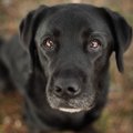 犬が飼い主からの『…