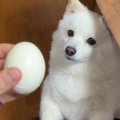 『ゆで卵』を犬に見…