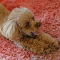 犬が『寝起き』にみ…