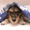 犬を冬にお留守番さ…