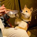 犬と『テント泊』し…