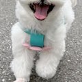 ウキウキで散歩する…