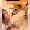 赤ちゃんと犬が出会…