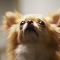 犬を殺処分から救う…