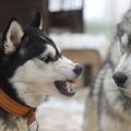 家庭において同じ飼…