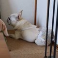 「くそー！」昨晩ア…