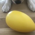 アウトドアにも！丈…