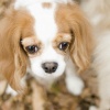 垂れ耳の犬は外耳炎…