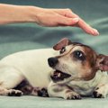 『犬に懐いてもらえ…