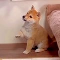 豆柴子犬が『一緒に…